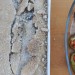 Bar en croute de sel