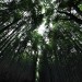 arashiyama