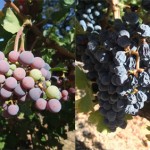 The making of a wine – visit to Trinchero Cloud’s Nest vineyard in Napa Valley