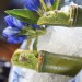 This refreshing shiso sorbet looks especially tantalising during summer.