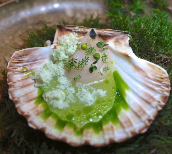 Raw Norwegian Scallops with white currant juice and frozen  cream with pine. Studio